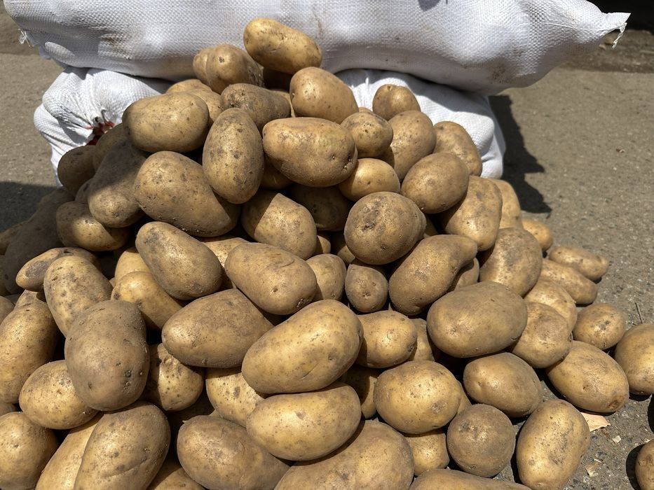 Продам картофель сорт Гала.