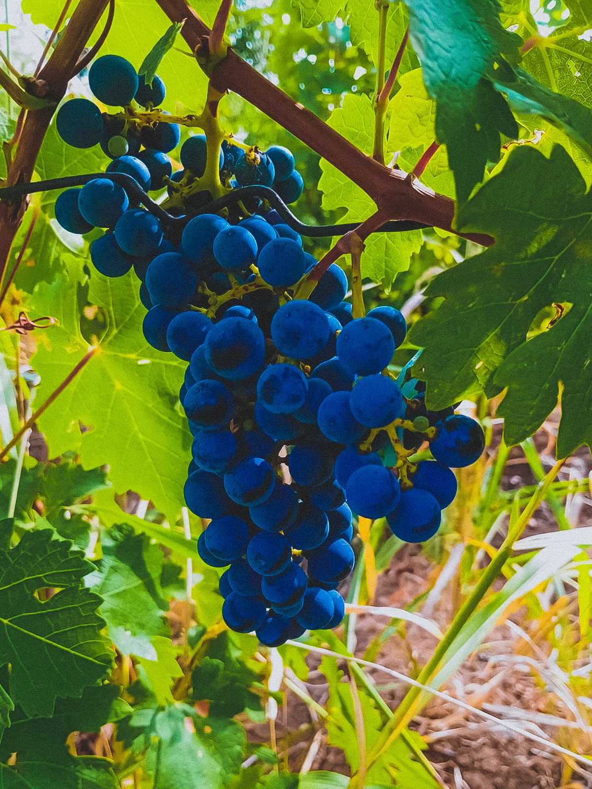 Se vand struguri - Gâlmeia, Prahova