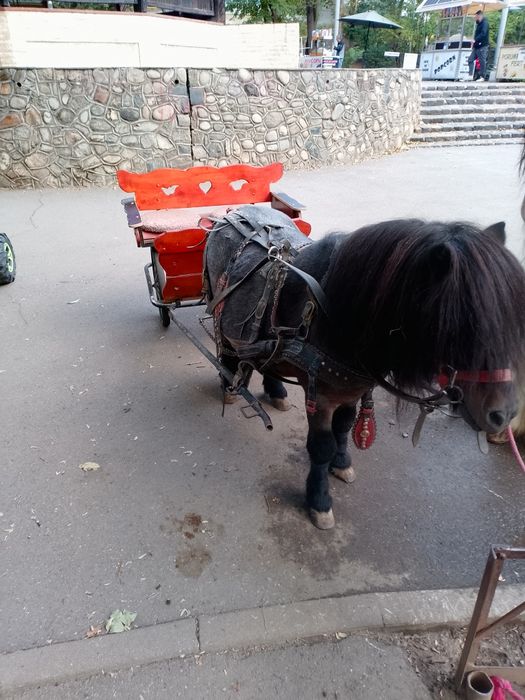 Armăsar ponei talie mica