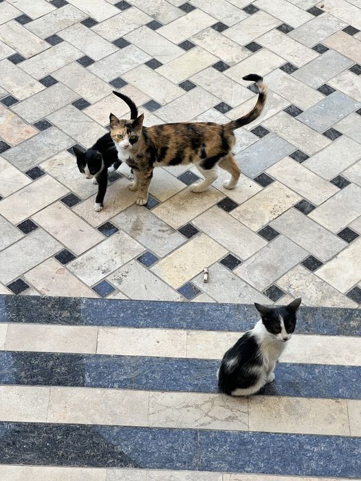 3 oylik mushuk bolalari