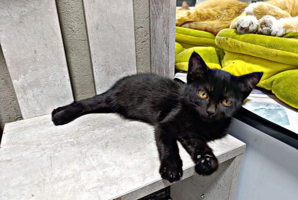 Отдам котят в добрые руки