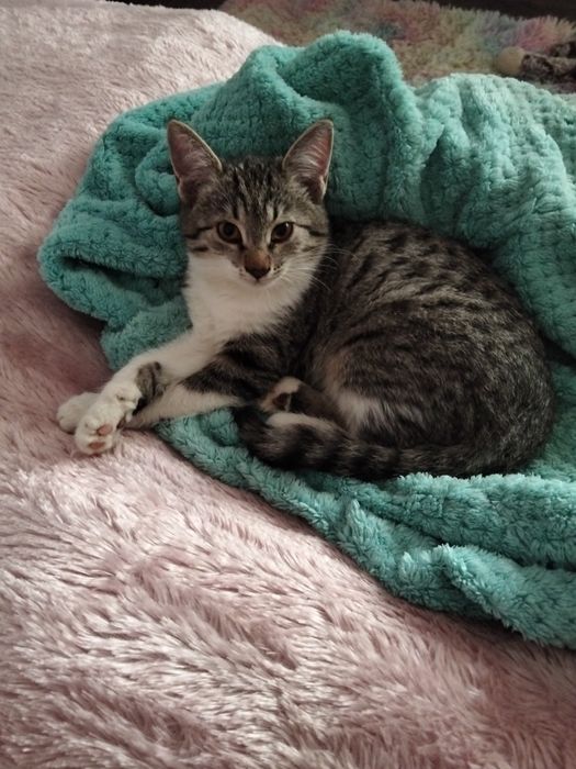 Продаются котята тигровой масти за символическую плату