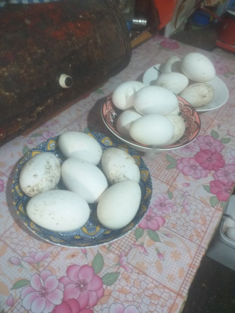 Vând ouă de Gâște Chinezești și Africane!