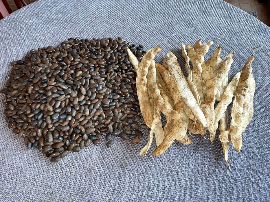 Seminte de fasole roză pe par