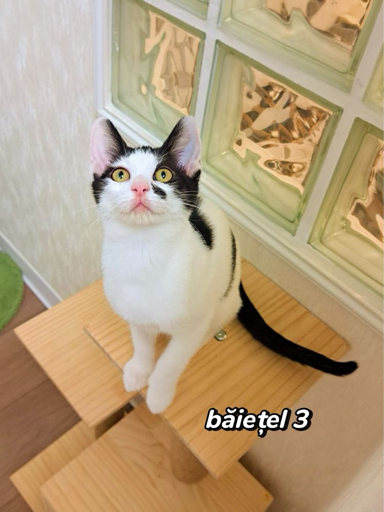 Adoptie pisoi 3 luni