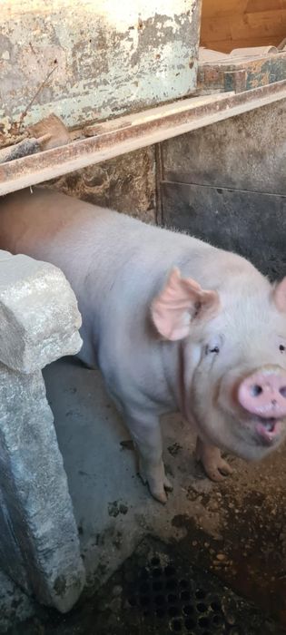 Продавам Прасе на добра цена