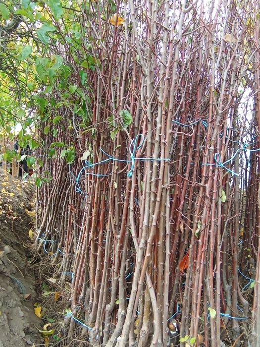 Овошни дървета цена 7лв на дребно