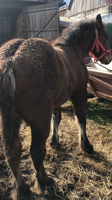 mânz de 5 luni de vanzare