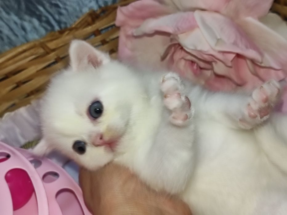 Продается шикарный белоснежный котенок девочка