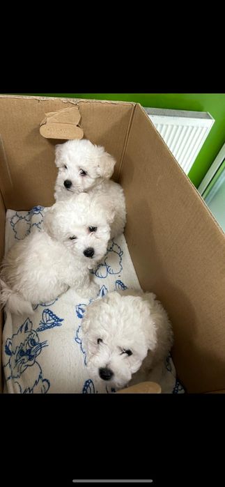 Vând Bichon Frise rasă pură