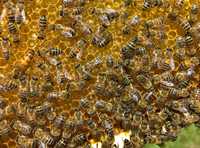 Пчелни отводки             ЛР