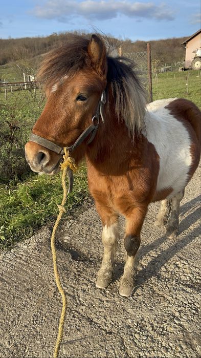 Ponei armasar de vanzare !