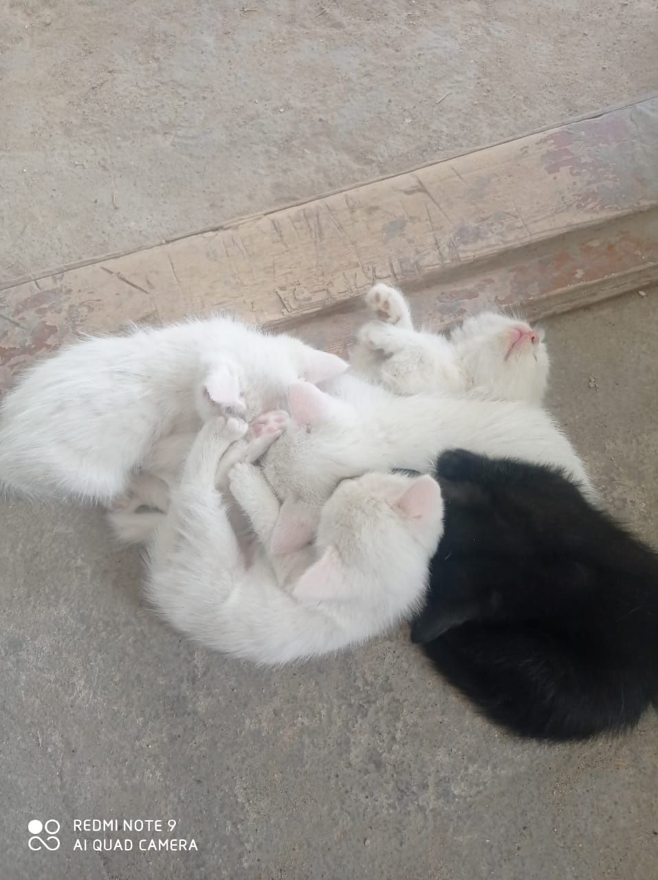 Бесплатно котята