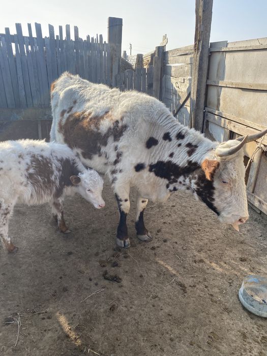 Бузаулы сиыр сатылады ургашы бузауымен