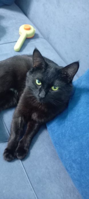 Помогите спасти жизнь коту