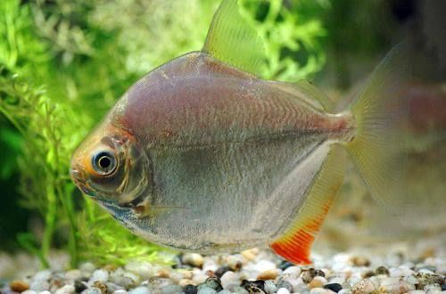 Серебристый метинис