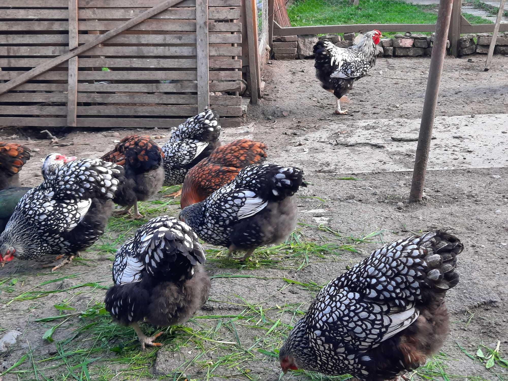 oua wyandotte , araucana , brahma potarnichiu pentru incubat