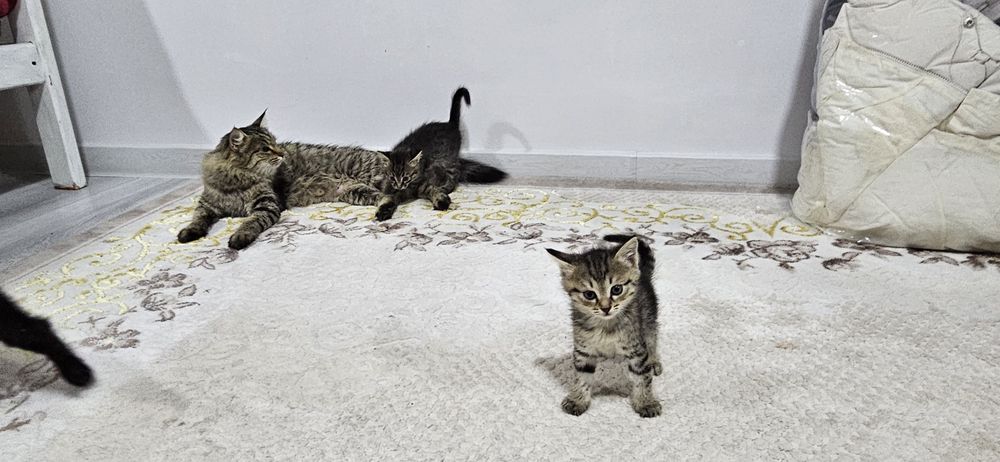 Пышыклар сатылады 50,000