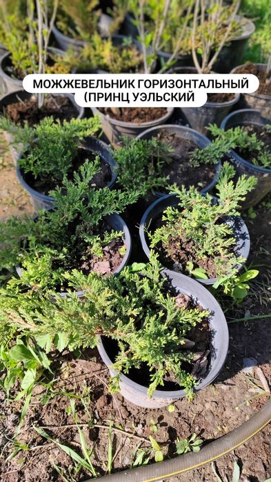 Можжевельник горизонтальный Прин Уэльский