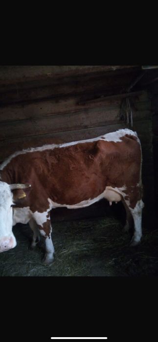 Vand vacuta de 6 ani