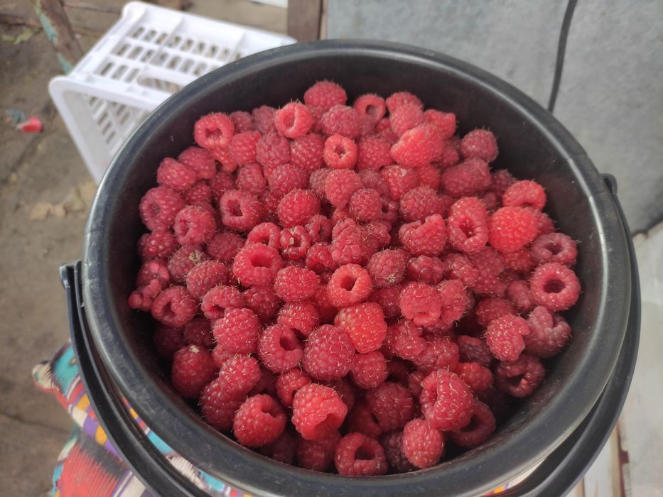 Продаётся малина