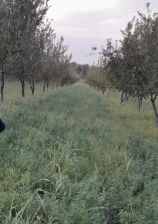 Продаётся яблочный сад