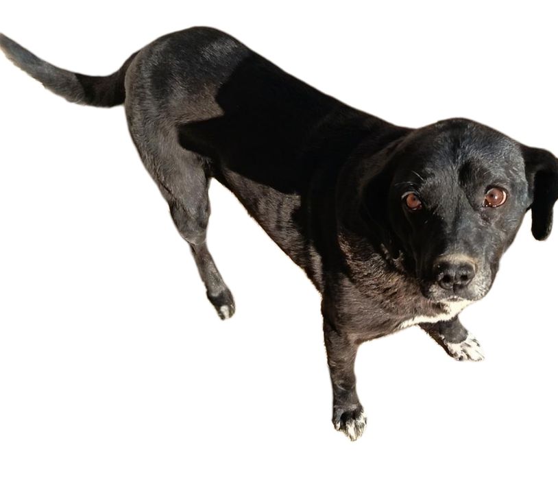 Собака в хорошие руки даром