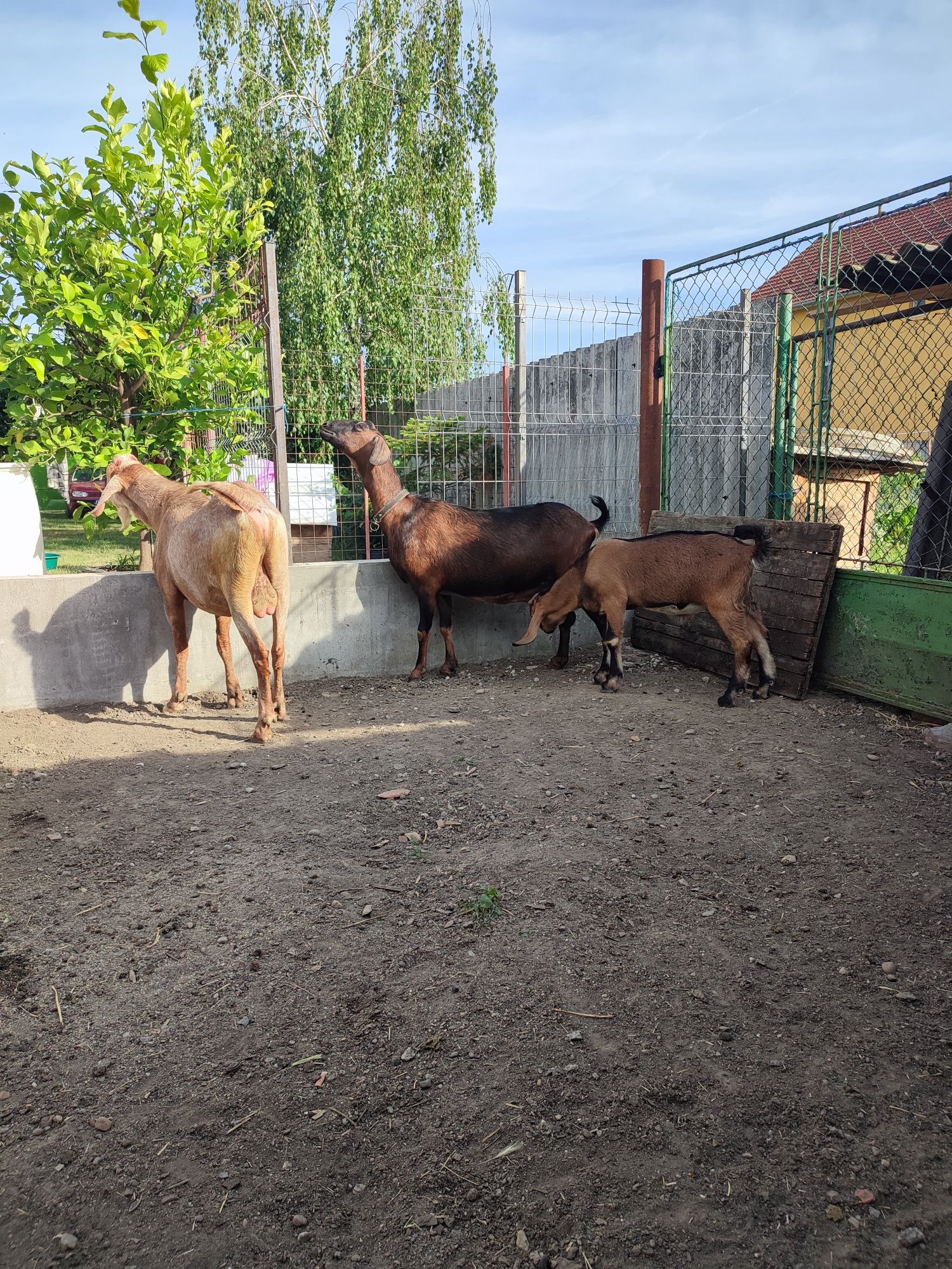 De vânzare doua capre cu cate un tapisor.