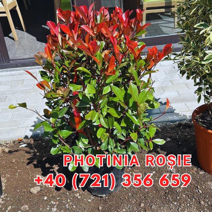Hortensia . Photinia RedRobin Copac/Ghiveci Laur englezesc , Azalee