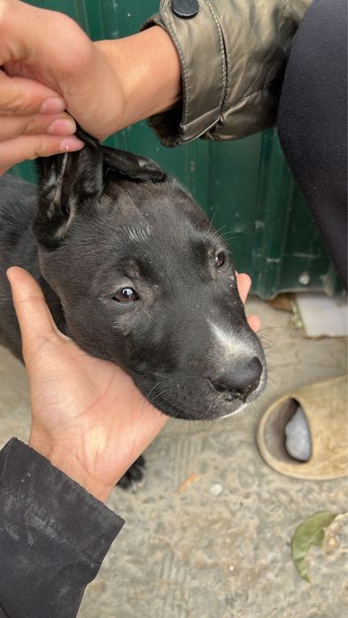 Питбуль кушкккекк