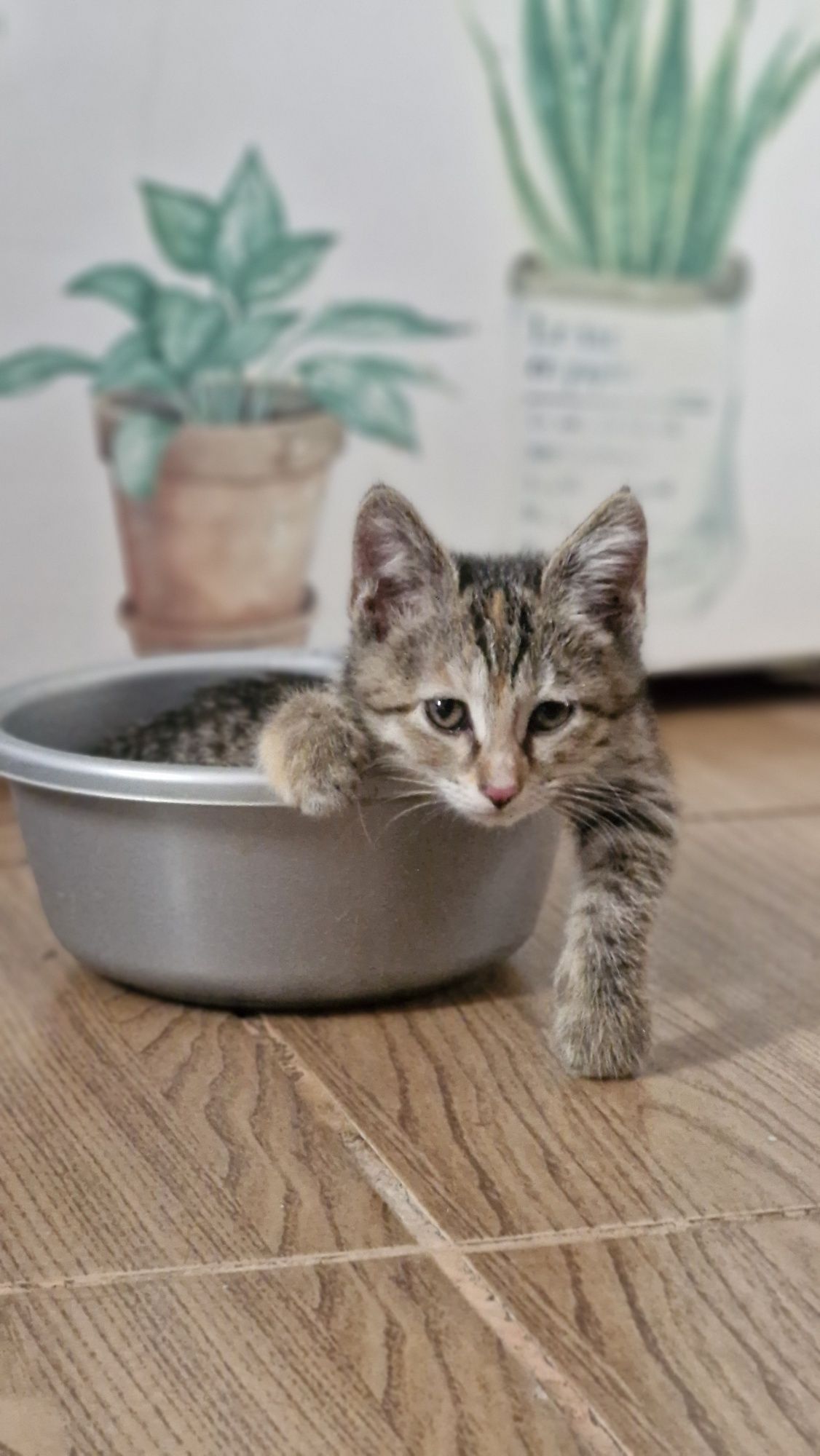 Котёнок. Девочка.
