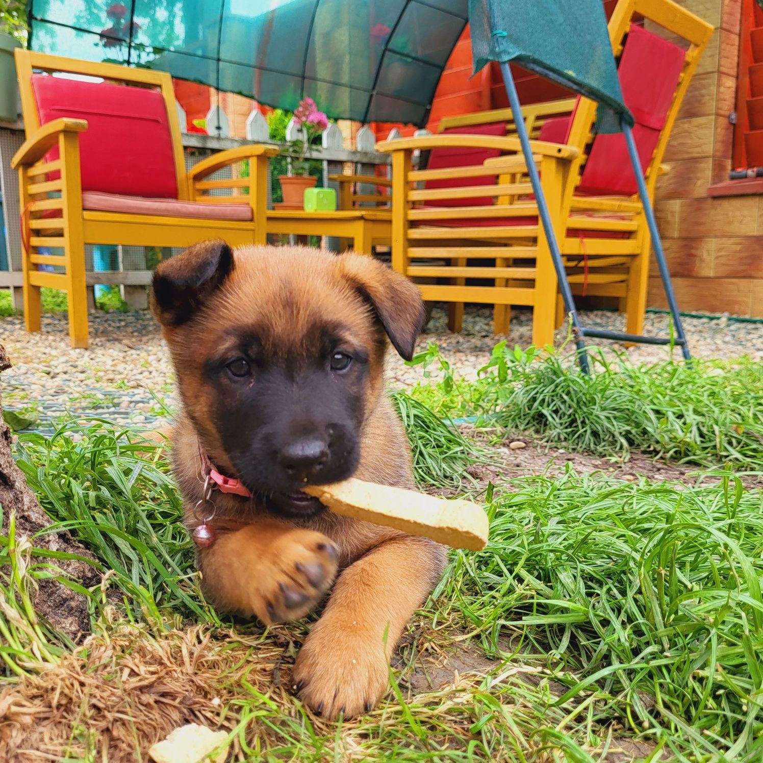 Ciobănesc  Belgian de Malinois