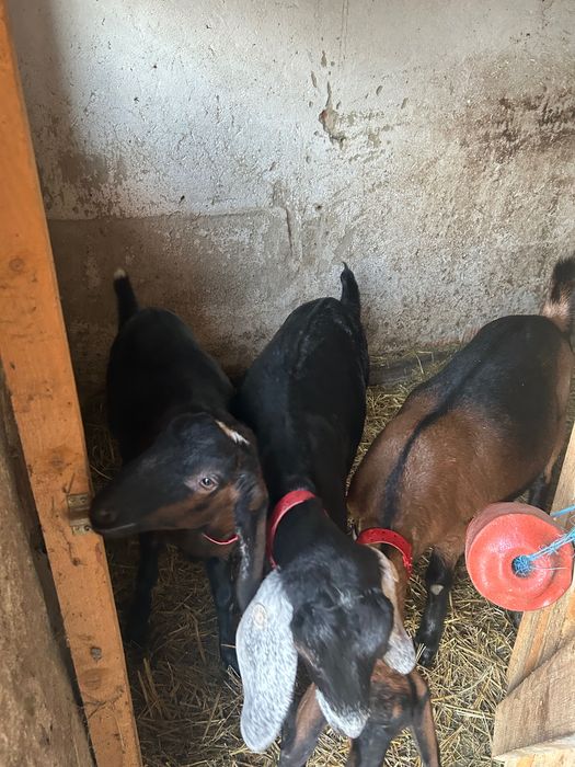 Vând capre Anglo Nubiane