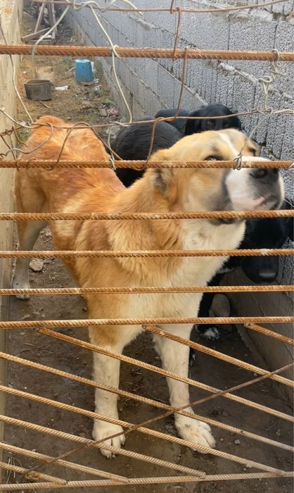 Алабай 11 месяц САО ПРОДАИ