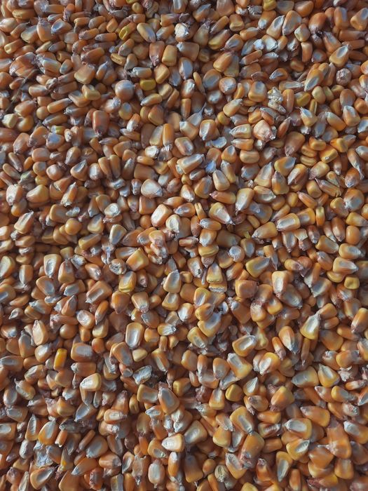 Vând porumb românesc.