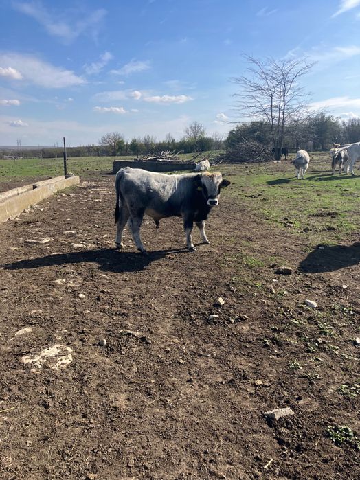Мъжки телета сиво говедо - 6 лв на килограм