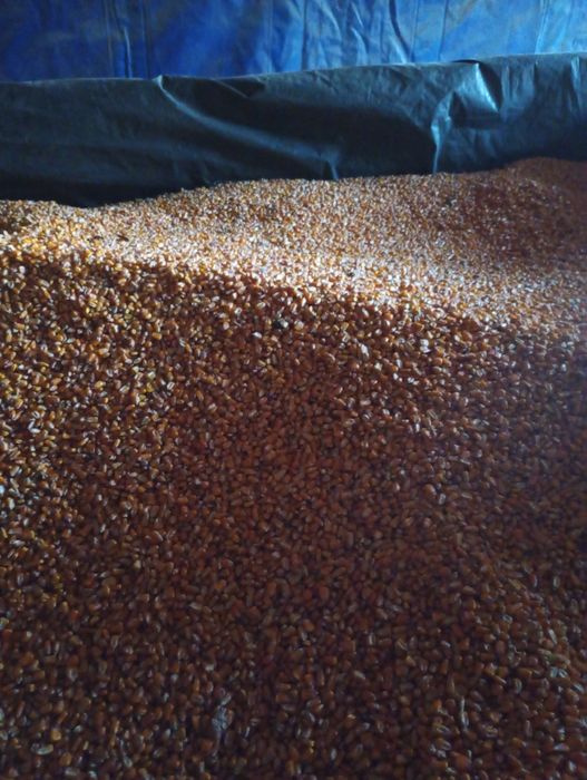 Porumb boabe de vanzare