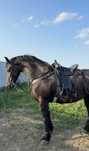 Șa Western calarie de vanzare