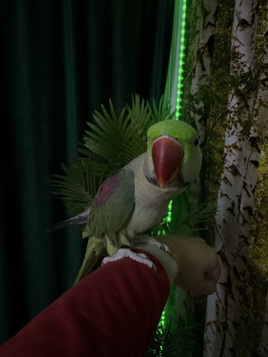 Papagal Marele Alexander