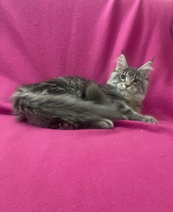 Maine Coon cu părinții campion