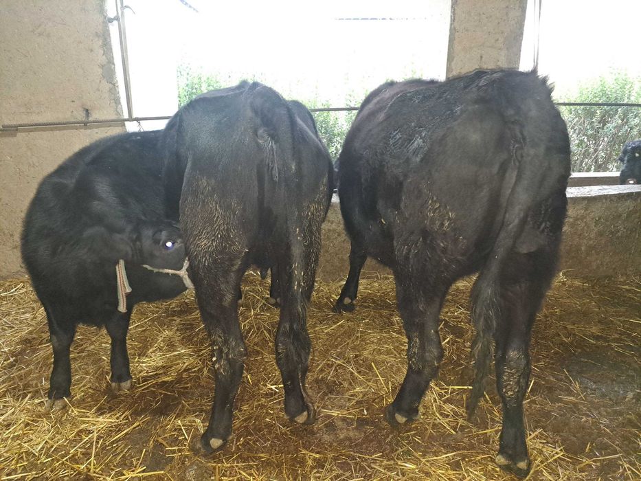 Zotdor Angus mollar sotiladi.