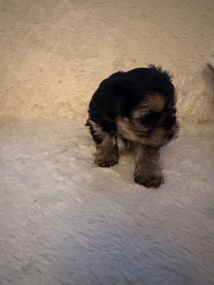 Yorkshire terrier
