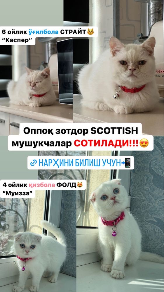 Зўр нарҳда! Оппоқ Скоттиш страйт