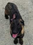 Ciobănesc belgian malinois cu certificat pedigree