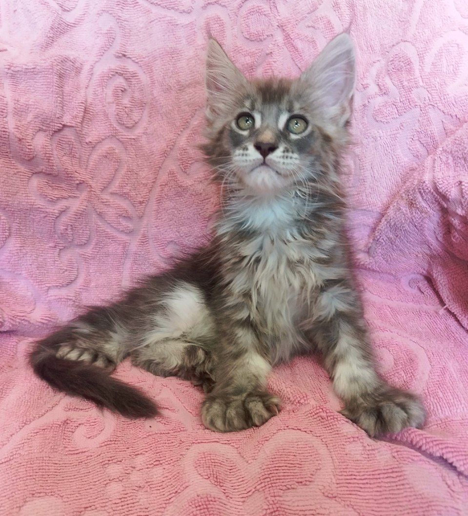 Шикарные котята Майн куна