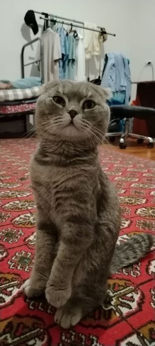 Skotish fold mushuk o'gil bola