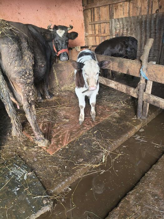 Vând vitea belgiană cu vârsta de 2 luni