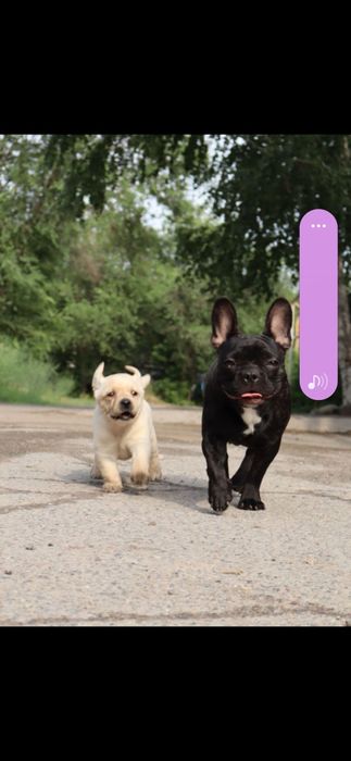 Продам девочку французского бульдога