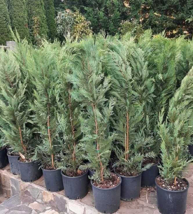 Cupressocyparis Leylandii 2.70-3m minim 50 bucati