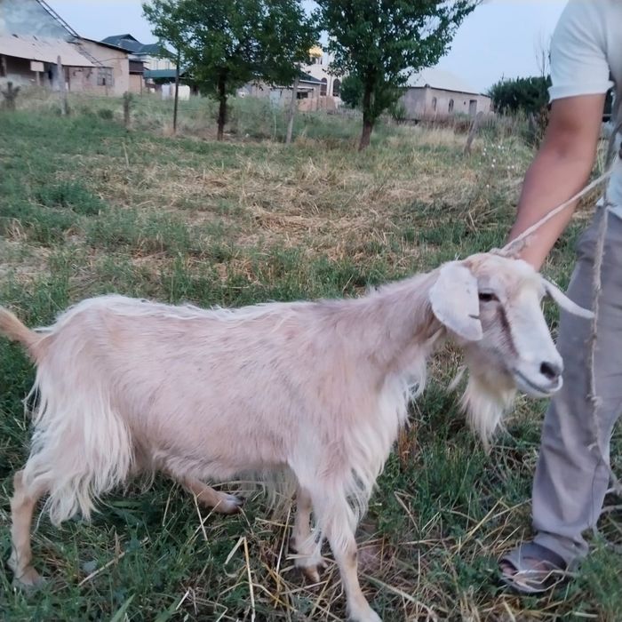 Ешкі сауынды сатылады